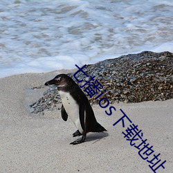 七播ios下载地址