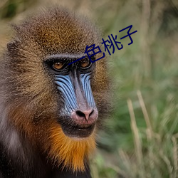 一色桃子