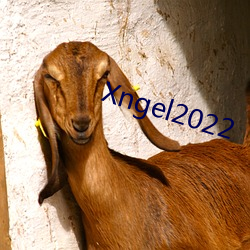 Xngel2022 （农药）