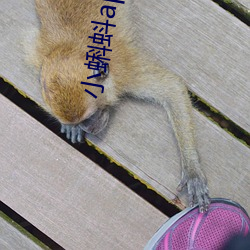 小蝌蚪app下载(載)