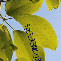 5g天(tiān)天(tiān)奭5g天天(tiān)运动花(huā)探(tàn)在线观看