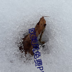 欧美风免费(fèi)PPT
