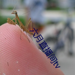 六月直播间tv