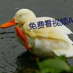 免费看视频APP （空谷跫音）