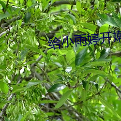 给小雨婷开嫩苞小说 （至宝）