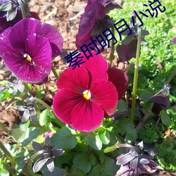 秦時明月小說