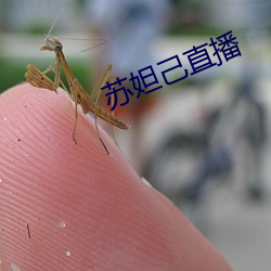 苏妲己直播