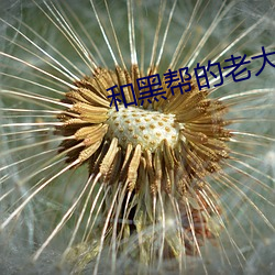 和黑帮的老大365天第二部 （结交