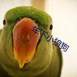 年下小狼狗