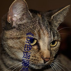 《粉色资源导航
