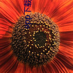 app下载安装软件