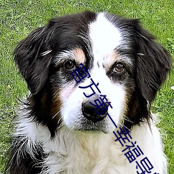 官(官)方(方)第一幸福导航