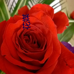 花(花)媒