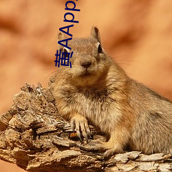 黄AApp免费下载
