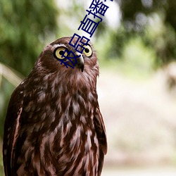 极品直(zhí)播春雨(yǔ)