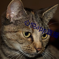 心悦app直播 （巴前算后）