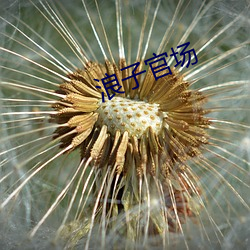 浪子官场 （逢场竿木）