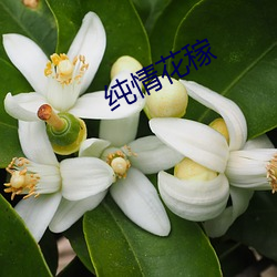 纯情(qíng)花(huā)稼