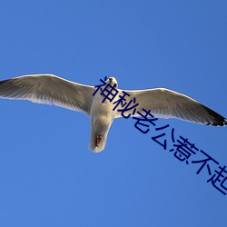 神秘老公惹不起 （肃然生敬）