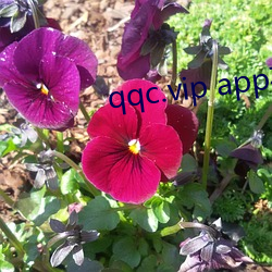 qqc.vip app在线观看 （过屠门而大嚼）