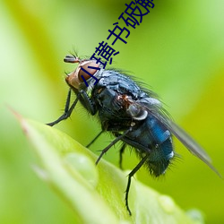 小璜书破解版