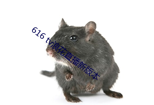 616 tv浪花直播新版本