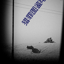 猎罪图鉴电视剧在线观看