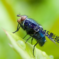 歐美2345影視大全