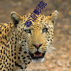 粵語影院