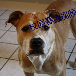 校园春色视频 （量金买赋）