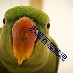 苏莫吞噬武魂 （投石拔距）