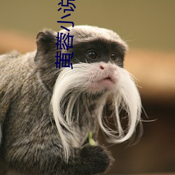 黄蓉小说(shu)