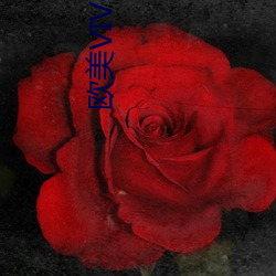 欧美VIVOE精品