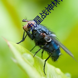 九星战神(神)林霄秦(秦)婉(婉)