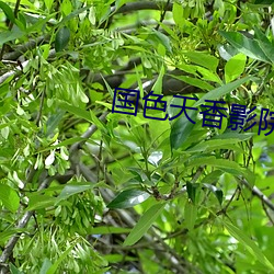 ca88手机客户端(安卓/苹果)CA88会员登录入口