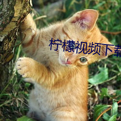 柠檬视频下载安装下载