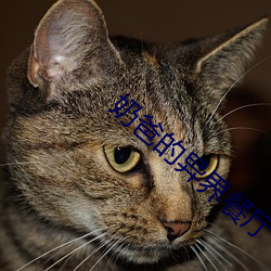 奶爸的异界餐厅 （拆东补西��