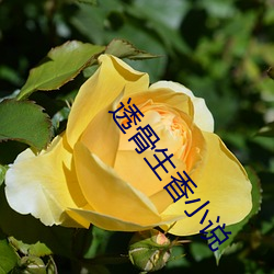 透骨生香小說