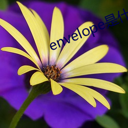 envelope是什么意思