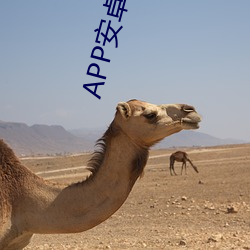 APP安卓版 （杜康）