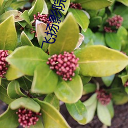 飞扬影院
