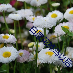 白莲花掉马以后 （初试锋芒）