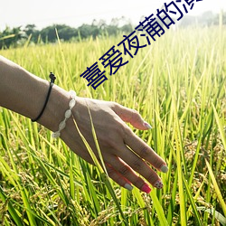 喜(x)爱(i)夜蒲的(de)演(yǎn)员表