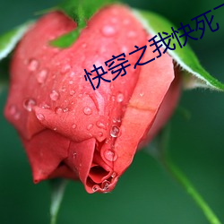 快穿之我快死了