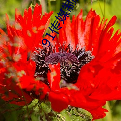 91传媒制片(片)厂入(入)口