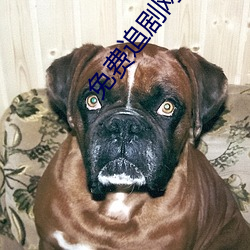 免費追劇網站