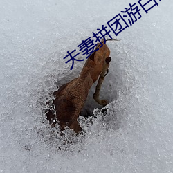 夫妻拼團遊白曉雨