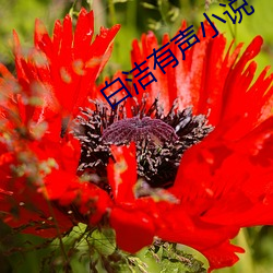白洁有声小说