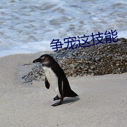 争宠这技能 （犁牛骍角）