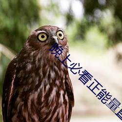 晚上必看正能量直播 （书场）